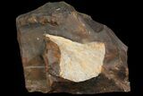 Fossil Ginkgo Leaf From North Dakota - Paleocene #95340-1